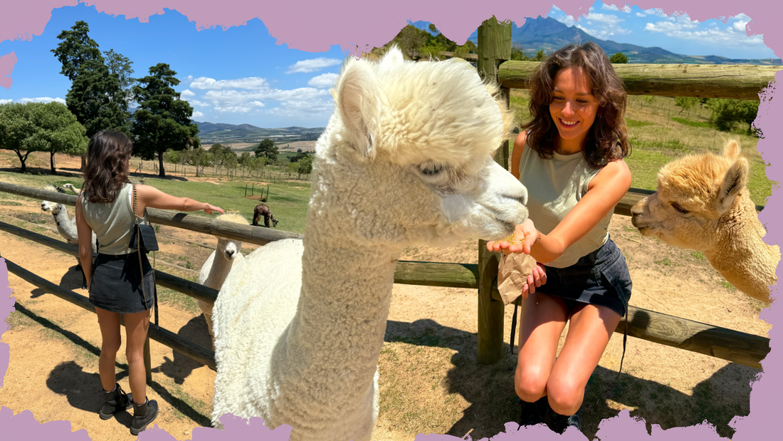 I visited The Alpaca Loom in Paarl.
