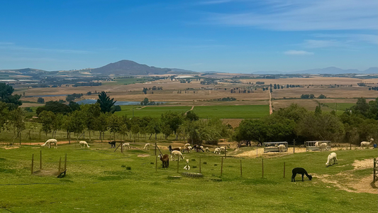 Visiting The Alpaca Loom in Paarl