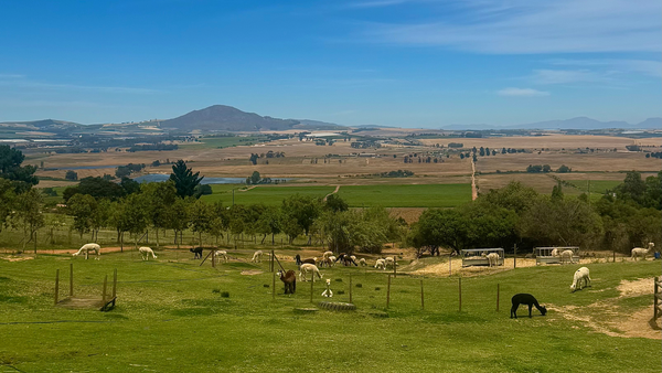Visiting The Alpaca Loom in Paarl