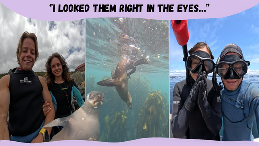 Snorkeling with seals in Cape Town, Hout Bay